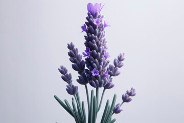 Obraz premium Lavender flower isolated on solid white background. ai generative