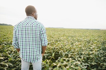 An African agronomist in a soybean field examines the crop.