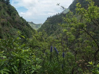 View of valley with green mountains and tropical plants, at hiking trail Levada do moinho to levada...