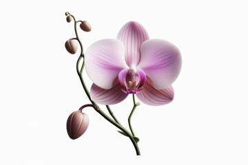 Orchid flower isolated on solid white background. ai generative