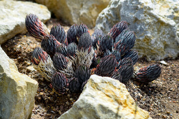 Cluster of striped succulents emerging between desert rocks