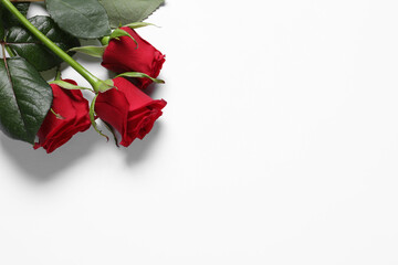 Beautiful red roses on white background, top view. Space for text