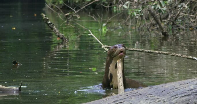 Endangered Giant Otter dives in the water of a biosphere reserve.