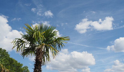 palm tree over blue sky