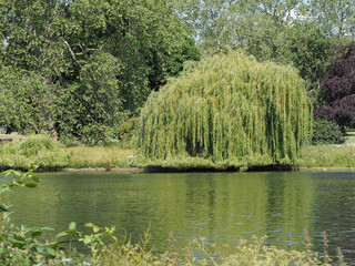 Weeping willow tree scient. name Salix babylonica - 715011525