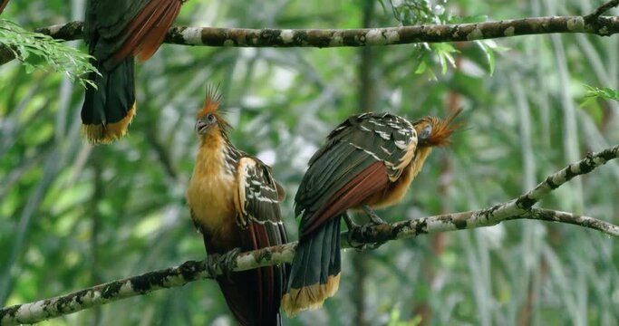 Group of Hoatzin on trees of Yasuni National Park.