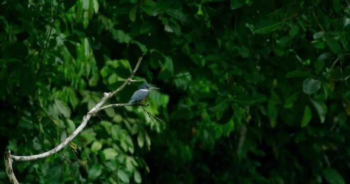 Yasuni National Park provides peace and quiet for a kingfisher.