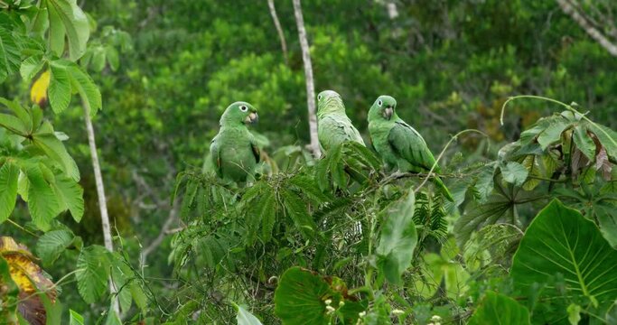 Charismatic appeal of Amazonian Parrots in Yasuni National Park.