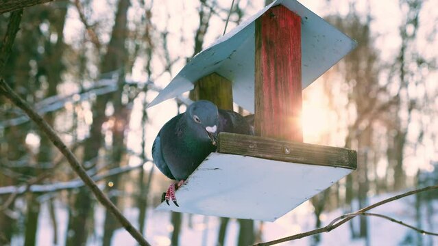 Pigeons eat from a feeder against the background of snow in a winter park and in the rays of backlight from the sun.