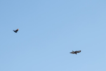 Black crow fighting against falcon or eagle in blue sky to expel the bird of prey and defend against threat of attacking falcon as angry crow fights in sky with aggressive hawk to protect little birds