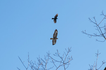 Black crow fighting against falcon or eagle in blue sky to expel the bird of prey and defend against threat of attacking falcon as angry crow fights in sky with aggressive hawk to protect little birds