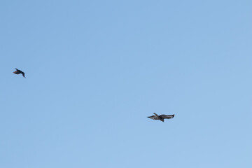 Black crow fighting against falcon or eagle in blue sky to expel the bird of prey and defend against threat of attacking falcon as angry crow fights in sky with aggressive hawk to protect little birds