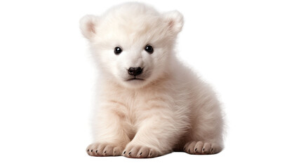 Fototapeta na wymiar Cute little polar bear cub isolated on white transparent