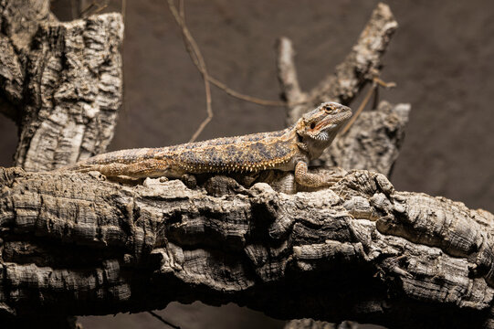 a bearded dragon on a tree camouflage