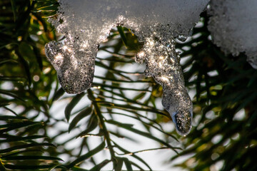 Icicles and melting ice hanging on fir tree in December and January wintertime as frozen water is melting in sunshine in macro view with sparkling sunrays in frozen forest snowy season with cold ice