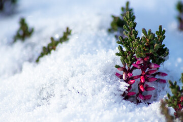 The winter ends and the springtime shows fresh green and snow covered flowers after snowfall with...