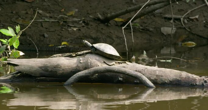 Arrau turtle perching gracefully on a log in a river.