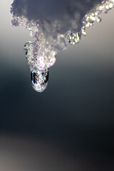 Melting icicle with dripping water drop with crystal clear water drop from melting ice show global...