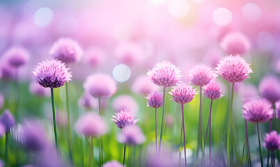 Beautiful natural background macro image of chive plant in bright summer spring morning sun. Soft focus style.