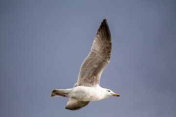 Herring Gull (Larus argentatus) off the Coast of Clontarf, Dublin, Ireland