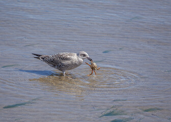 Herring Gull (Larus argentatus) off the Coast of Clontarf, Dublin, Ireland