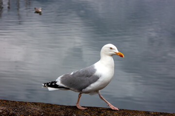 Herring Gull (Larus argentatus) off the Coast of Clontarf, Dublin, Ireland