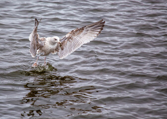 Herring Gull (Larus argentatus) off the Coast of Clontarf, Dublin, Ireland