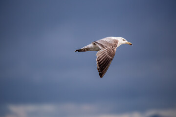 Herring Gull (Larus argentatus) off the Coast of Clontarf, Dublin, Ireland
