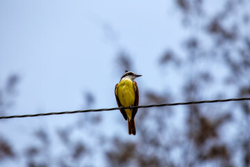 Great Kiskadee (Pitangus sulphuratus) in El Salvador