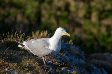 Fototapeta premium Herring Gull (Larus argentatus) off the Coast of Clontarf, Dublin, Ireland