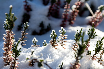 The winter ends and the springtime shows fresh green and snow covered flowers after snowfall with...