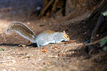 Grey Squirrel (Sciurus carolinensis) in National Botanic Gardens, Dublin, Ireland