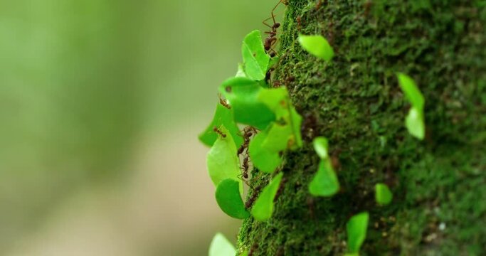 Worker ants effortlessly climbing up a mossy tree in the Amazon.
