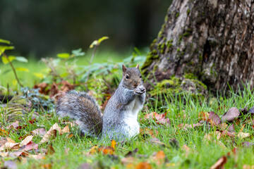 Naklejka na ściany i meble Grey Squirrel (Sciurus carolinensis) in National Botanic Gardens, Dublin, Ireland