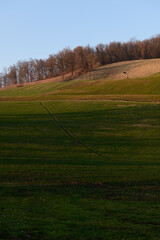 Alberi in un bosco invernale