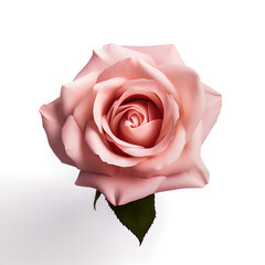 closeup of pink rose head on neat white background 