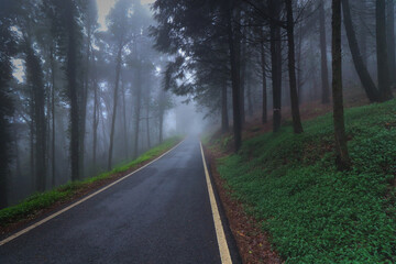 Obraz premium Empty asphalt road in foggy forest