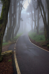  Empty asphalt road in foggy forest