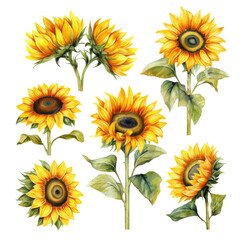 Set of sunflowers in an iron bucket hand-drawn watercolor collection in vintage rustic style, png