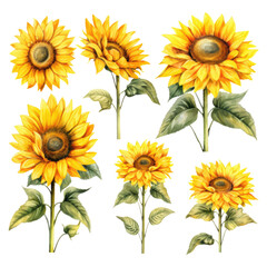 Set of sunflowers in an iron bucket hand drawn watercolor collection in vintage rustic style, png