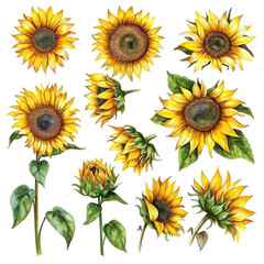 Set of sunflowers in an iron bucket hand drawn watercolor collection in vintage rustic style, png