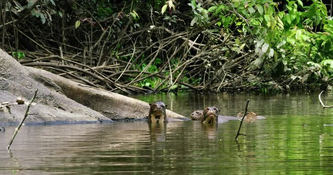 Group of giant otters in Amazon Rainforest socializing and relaxing.