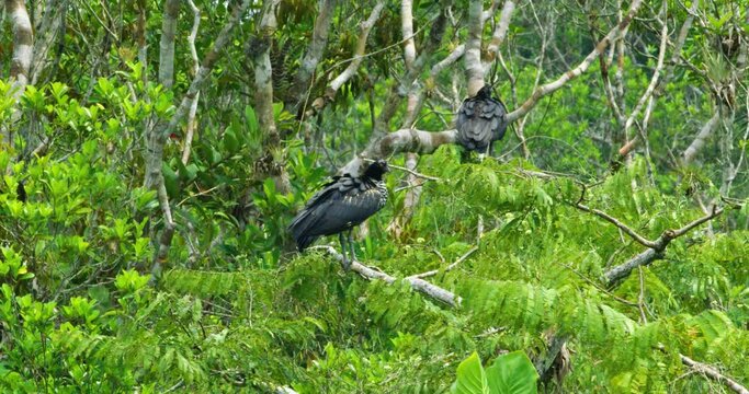Couple of Horned Screamer birds perching on a canopy tree.