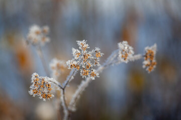 Frosted nature, Poland.