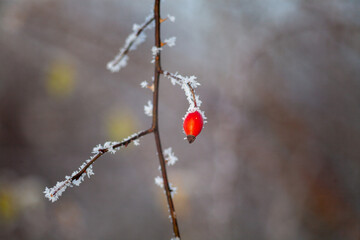 Frosted nature, Poland.