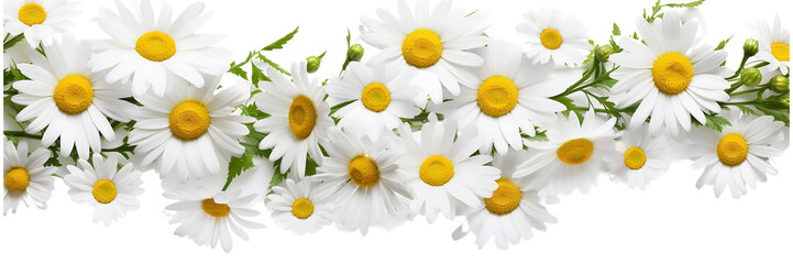 Bright chamomile daisy flower bud and stems pattern on white background. Aesthetic summer flower texture on a transparent background  - obrazy, fototapety, plakaty