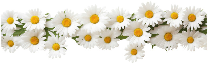 Bright chamomile daisy flower bud and stems pattern on white background. Aesthetic summer flower texture on a transparent background 