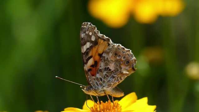 Macro butterfly in slow motion. Summer background. Nature footage 4K.