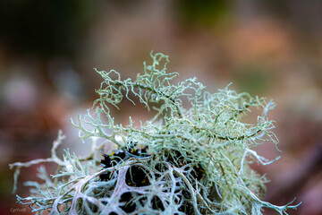 lichen