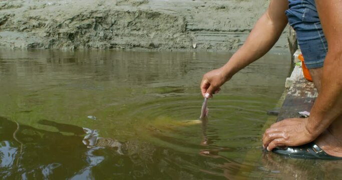 Pink dolphin eating a fish fillet from a man's hand in a river.
